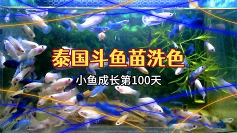 夢見小魚苗|小魚苗夢境：運勢解析